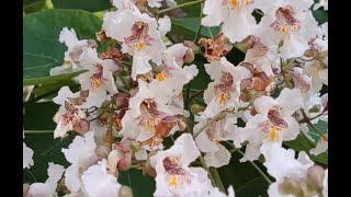 Catalpa Tree in Bloom