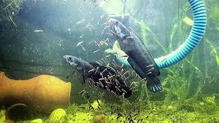 Panduan Utama untuk Mengembangbiakkan Channa GachuaLimbata ikan gabus kerdil di akuarium dengan Update tentang Kentang Goreng