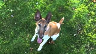 Fox Terrier Slow Motion Jumping