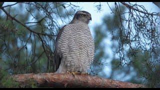 Бой Ястреба и Ворона за голубя  Hawk and Raven fight for a dove