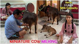 Miniature cow giving milk to his calf  Nadipathy Goshala  #miniature #tiktok #trending #milk #yt