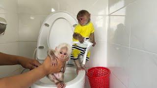 Super smart Monkey SinSin uses his intelligence to help baby monkey ZiZi when his diaper is full