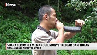 UNIK Terompet Tanduk Kerbau Pemanggil Monyet Dilakukan Pawang Kera di Sumut - iNews Sore 0407
