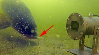 Carp fishing with 3 underwater cameras