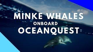 Swim with Minke Whales onboard OceanQuest