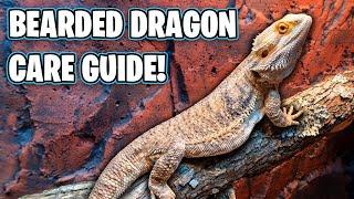 Bearded Dragon Care Guide - Beginners Guide