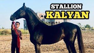 Marwari Stallion KALYAN of CHAUHAN STUD FARM-Diggi near Jaipur at Marwar Horse Show Jodhpur 2023