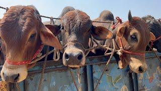 cow unloading cow videos cow video big cow goru hamba cow Ep - 410