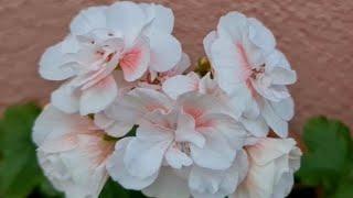 Пеларгония Ю-Кэлушарий первое цветение пион и другие пеларгонии