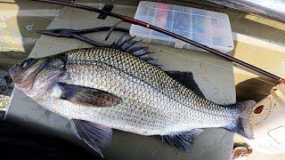 Fishing for Trophies - WORLD RECORD WHITE PERCH - Incredible Fishing