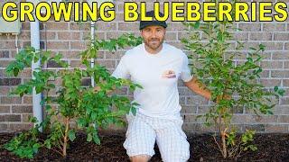 The BEST GUIDE To GROWING BLUEBERRY BUSHES On The Internet