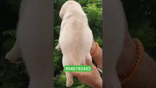 Labrador fat boy #dog #games #shihtzu #games #admin #chennai #puppies #admin #shorts #funny #dmk