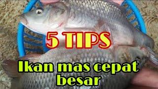 5 tips ikan mas cepat besar di aquarium