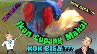 Mengapa ikan Cupang Mahal?  Ini Penyebabnya