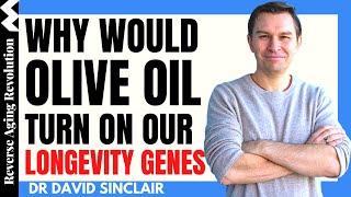 WHY Would OLIVE OIL Turn On Our LONGEVITY GENES?  Dr David Sinclair Interview Clips