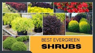 Best Evergreen Shrubs for Home Garden  Foundation Plants  Garden Shrubs  Shrubs for Landscaping