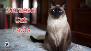 Siamese cat facts Learn all about Siamese Cats