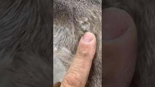 Great repair hack for old damaged taxidermy work #deer #taxidermy #hacks #short #shortvideo