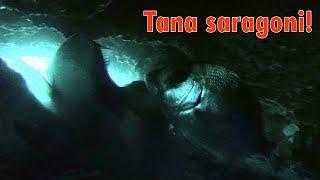 Caiman PescaSub - Una bella tana di saraghi