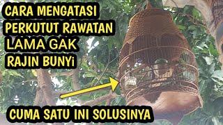 solusi perkutut rawatan lebih satu tahun gak rajin bunyi