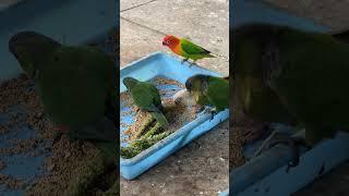 நம்ம Birds-கு🪽திணை கிடைச்சாச்சு 