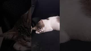 Cat sleeping - tidur meng udah malam #funniestcats #cat #catlover #pecintakucinglucu