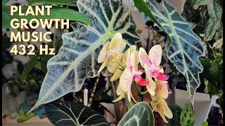 Plant Growth Music 432 Hz Frequency for Healthy and Happy Plants