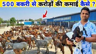 500 बकरी से करोड़ों कमाने की सच्चाई  Goat farming business model