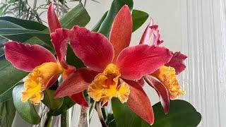 Мои короли и королевы. Цветение орхидей февраль 2024. Каттлея брассавола фаленопсис ликаста и др.