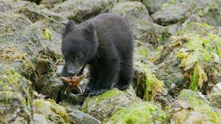 Bear Cubs First Trip to the Seaside  4K UHD  Seven Worlds One Planet  BBC Earth