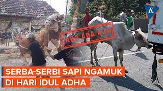 Sapi Kurban Kabur Lari di Jalan Tol Jakarta #adadaaja