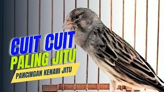 CUIT CUIT SEPERTI INI SANGAT JITU MERANGSANG BUNYI KENARI AGAR GACOR