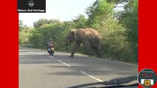 Mama Elephant asking help from humans to save her calf. #NatureAndHeritage. Wildlifes Shorts