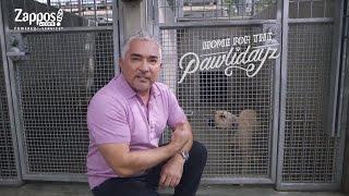 Cesar Millan How to Pick the Best Shelter Pet for You  Zappos.com