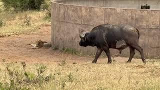 Lioness Wasnt Expecting Buffalo To Charge