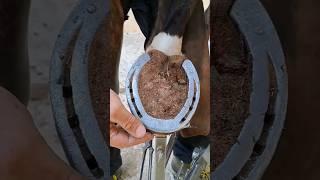 horse getting a pedicure #hoof #animal #hoofcare #satisfying #asmr #foryou #horse