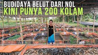 Dulu di Remehkan Usaha Budidaya Belut Sekarang Punya 200 Kolam