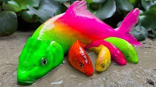 Rainbow Carp️Satisfying Colorful Koi Fish Rainbow Catfish Eggs Funny Stop Motion Memasak Primitif