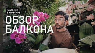 ОБЗОР РАСТЕНИЙ НА БАЛКОНЕ  полив комнатных растений