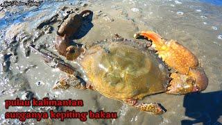 berburu kepiting bakau raksasa dan mancing ikan di tambak udang tradisional