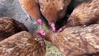 Do good laying hens prefer pellets or mash?