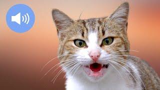  CATS MEOWING - Make Your Cat or Dog Go Crazy - Sound Effect