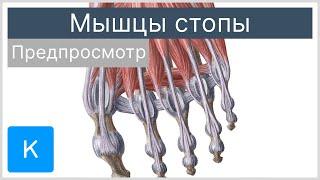 Мышцы стопы предпросмотр - Анатомия человека  Kenhub