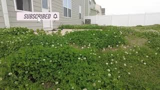 DANDELIONS TOOK OVER MY YARD PLEASE HELP LANDSCAPING