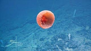 ROV Hercules Climbs Up the Wall of Tutuila Island  Nautilus Live