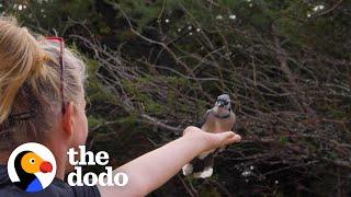 Woman Makes Friends With Wild Blue Jays Is So Surprised When She Moves To A New Home   The Dodo