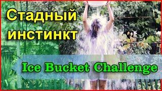 Стадный инстинкт Ice Bucket Challenge Мое мнение