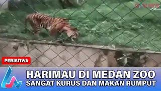 HARIMAU KEBUN BINATANG MEDAN ZOO SANGAT KURUS DAN MAKAN RUMPUT