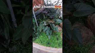 Pearl Grass Before and After #shorts  #youtubeshorts #gulimata #pearlgrass #garden # #gardening