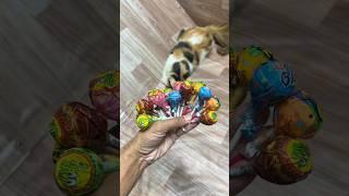 Lollipop reverse video  cat barsik beads #reversevideo #asmr